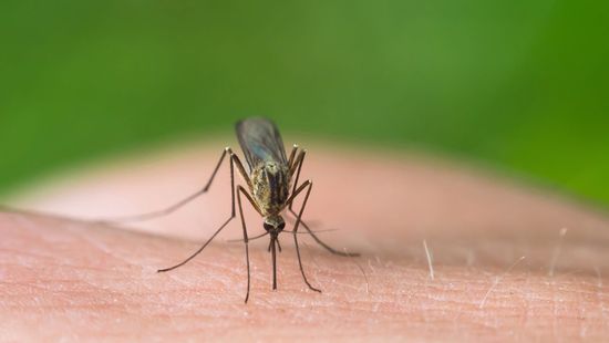 Nem várható szúnyogok által terjesztett járvány
