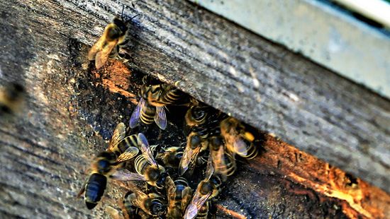 A méhek védelméért álltak ki az uniós képviselők