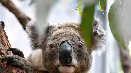 Kihalhatnak a koalák 2050-re Ausztrália egyik államában