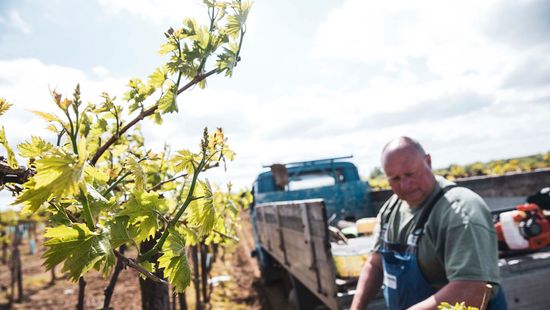 Megújulnak a hazai szőlőskertek