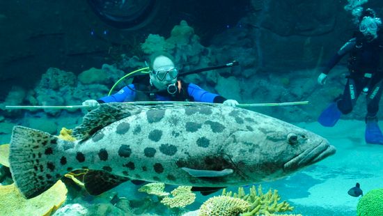 Tudják, milyen neműek a világ legnagyobb halai?