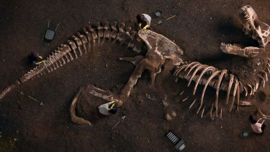 Ennyiért kelhet el egy 150 millió éves dinoszaurusz csontváza