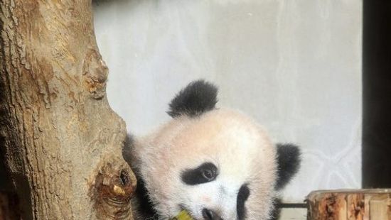 A pandák természetes élőhelyét rekonstruálták Tokióban + videó