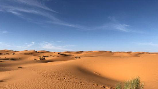 Több millió fa rejtőzhet a Szahara kietelen sivatagában