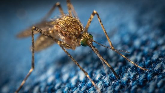 A rajokba verődő szúnyogok nem terjesztenek betegségeket
