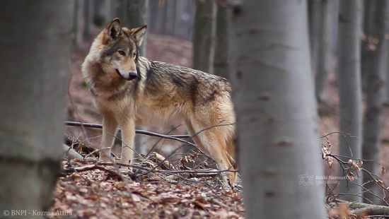Újra farkasfalkák élnek az északi erdeinkben
