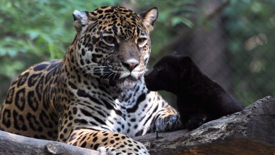 Visszaengedtek a vadonba a megmentett jaguárt + videó