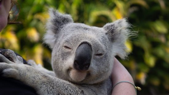 Élő koalát találtak egy feldíszített karácsonyfán + videó