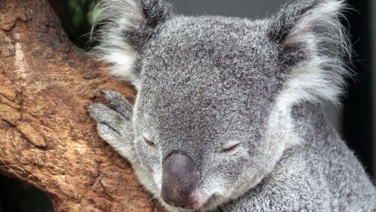 A fékezhetetlen bozóttüzek komoly veszélybe sodorták a koalákat