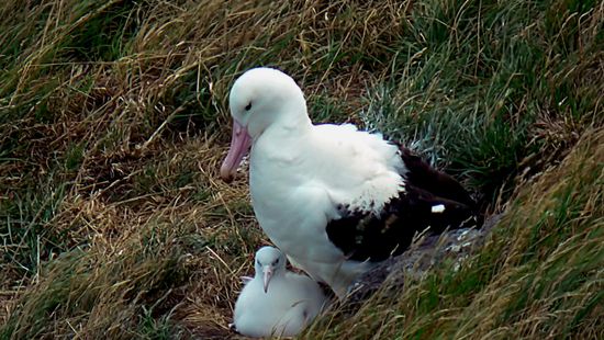 Webkamerán lehet nézni egy albatroszfióka mindennapjait