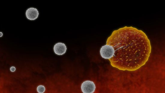 Az immunsejtek egy csoportja segíti a mutálódott vírusok elleni védekezést