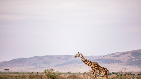 Két törpe zsiráfot is találtak kutatók Afrikában
