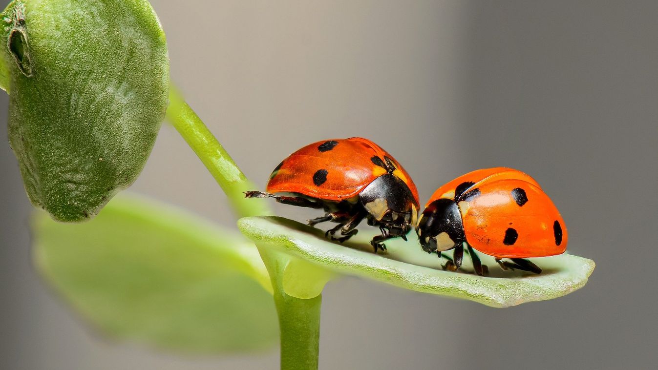 A rovarok 1-2 százaléka eltűnhet évente a Föld színéről