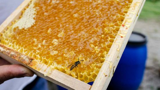 Mit gyógyítanak a különböző fajta mézek?