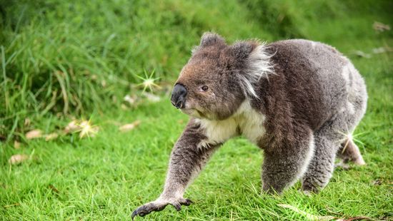 Koala okozott tömegkarambolt Ausztráliában