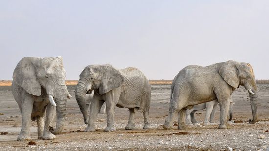 Elefántokról készített hőkamerás felvételekkel segítik védelmüket