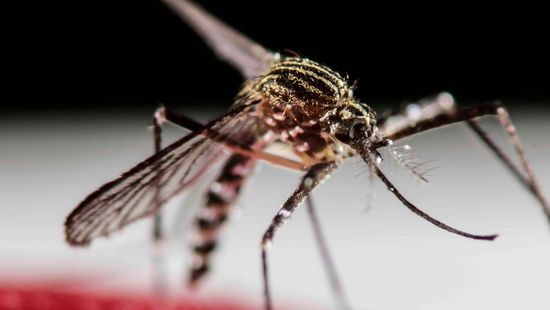 Új malária moszkitók terjedtek el Afrika városaiban
