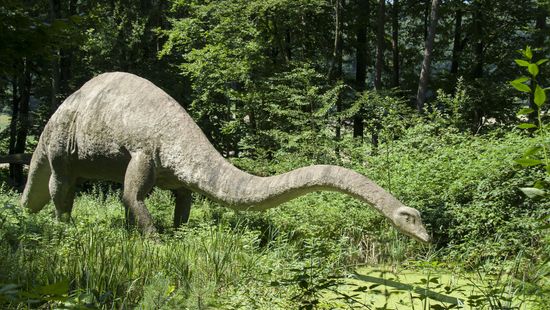 Később érkezhettek az északi féltekére a növényevő dinoszauruszok