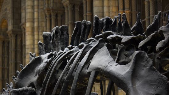 Páncélos dinoszauruszok csontjait vizsgálták az ELTE kutatói