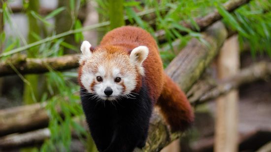 A Himalájához költözik a debreceni állatkert egyik vörös pandája