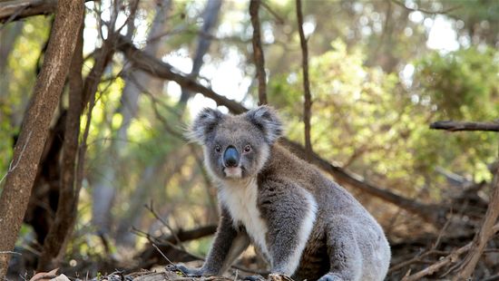 Huszonnégy éves a világ legidősebb fogságban élő koalája