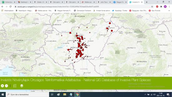 Online térképeken mutatják be az özönnövények elterjedését