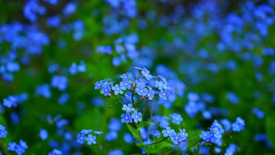 A virágok mindössze 7 százalékát érzékeli kéknek az emberi szem