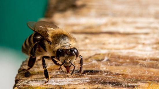 A kecskeméti orvos szerint a méhek élete veszélyeztetetté vált