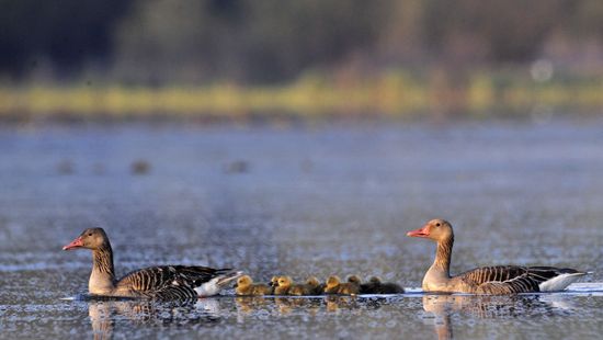 Április elején már kikeltek a nyári ludak fiókái