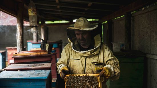 Ismét óriási bajban vannak a méhészek, elfagyott az akác
