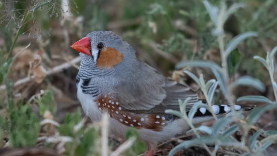 Rosszabbul tanulnak énekelni a zajos helyeken élő madárfiókák