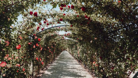 Millió, millió rózsaszál – megnyitotta kapuit a rózsaház Fertődön