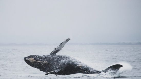 Egyelőre csak álom a bálnák nyelvén való kommunikáció