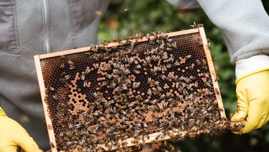 A legrosszabb méztermésre készül a nógrádsipeki méhész