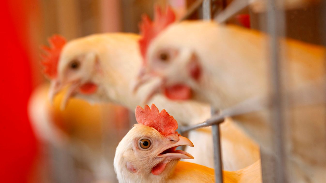 Chickens are seen during an international agricultural exhibition in the outskirts of Minsk