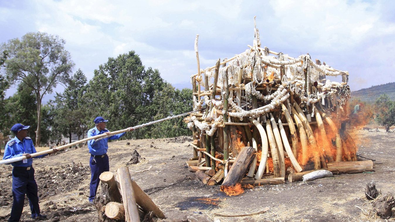 A wildlife ranger sets fire to a pile of ivory, that weighs 6.1 tonnes and was confiscated from smugglers and poachers, in Addis Ababa