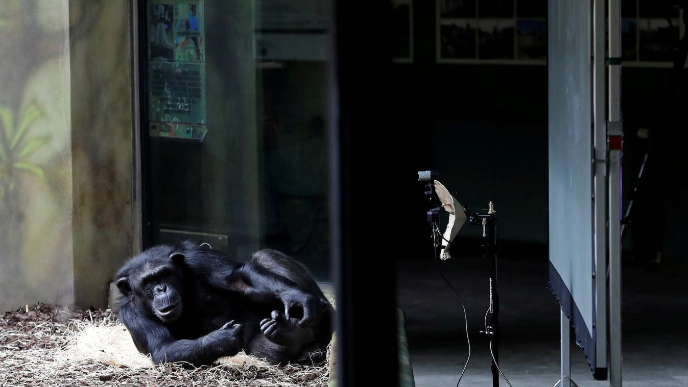 Chimpanzees in locked-down Czech zoos keep in touch over video