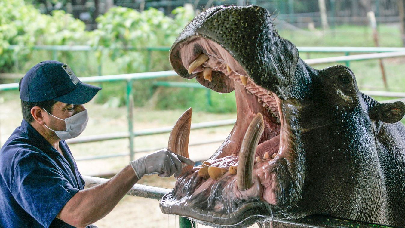 A veterinarian prepares a hippopotamus for dental treatment at the Zoo Santa Fe in Medellin