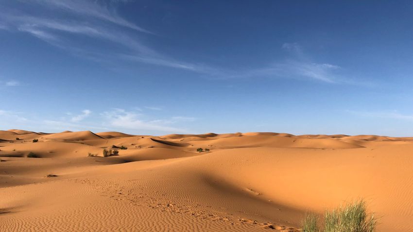 Több millió fa rejtőzhet a Szahara kietelen sivatagában