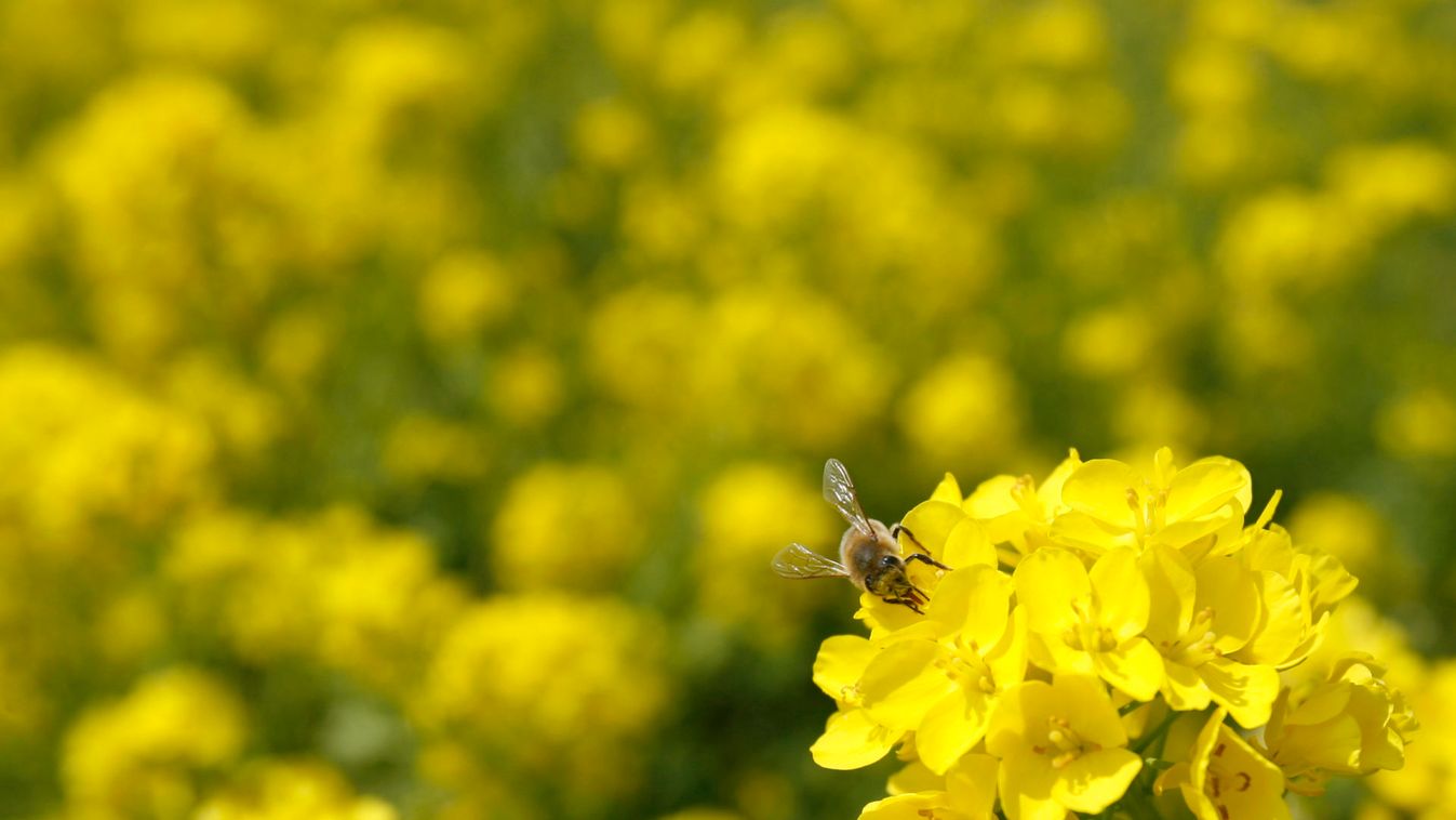 Bee sucks nectar from a rape flower in the Sambangsan (Mount Sambang) in Sogwipo on Cheju Island