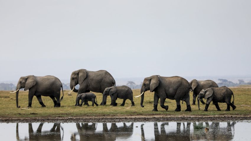 Tizennyolc elefánt pusztulását okozta egy természeti csapás