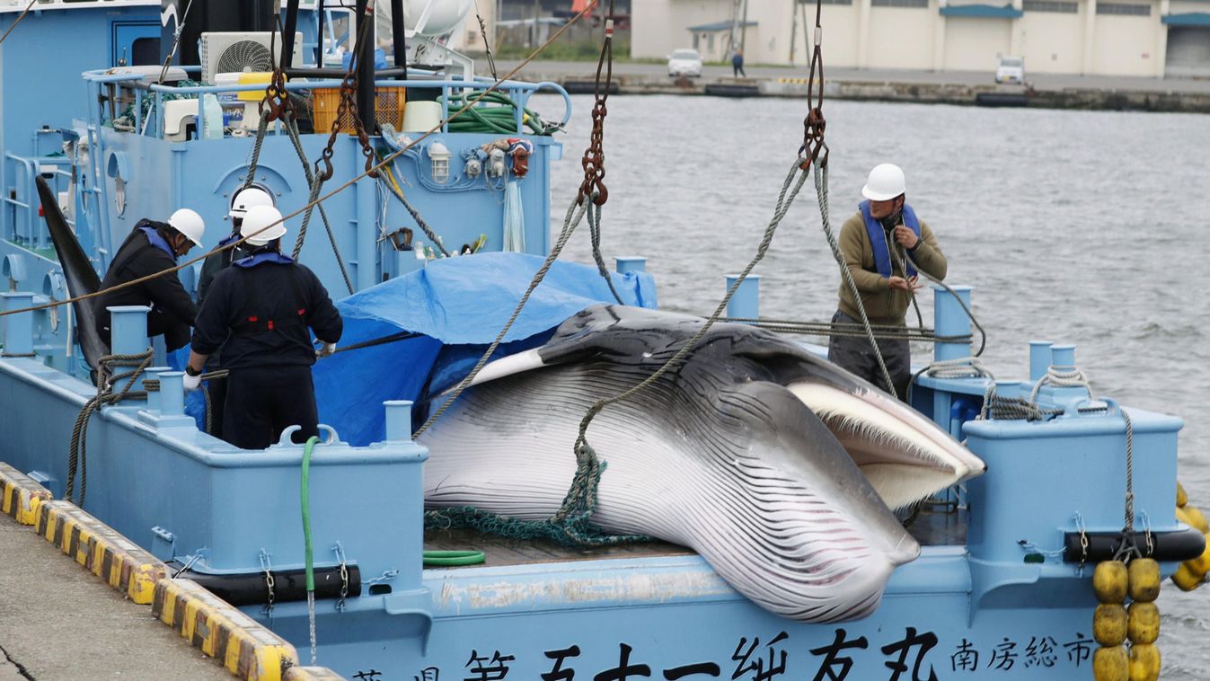 Workers prepare to unload captured Minke whale after commercial whaling at a port in Kushiro, Hokkaido Prefecture, Japan