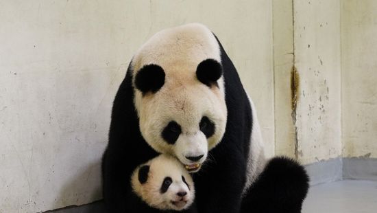 Jó hír: már Kínában sem veszélyeztetett állat az óriáspanda
