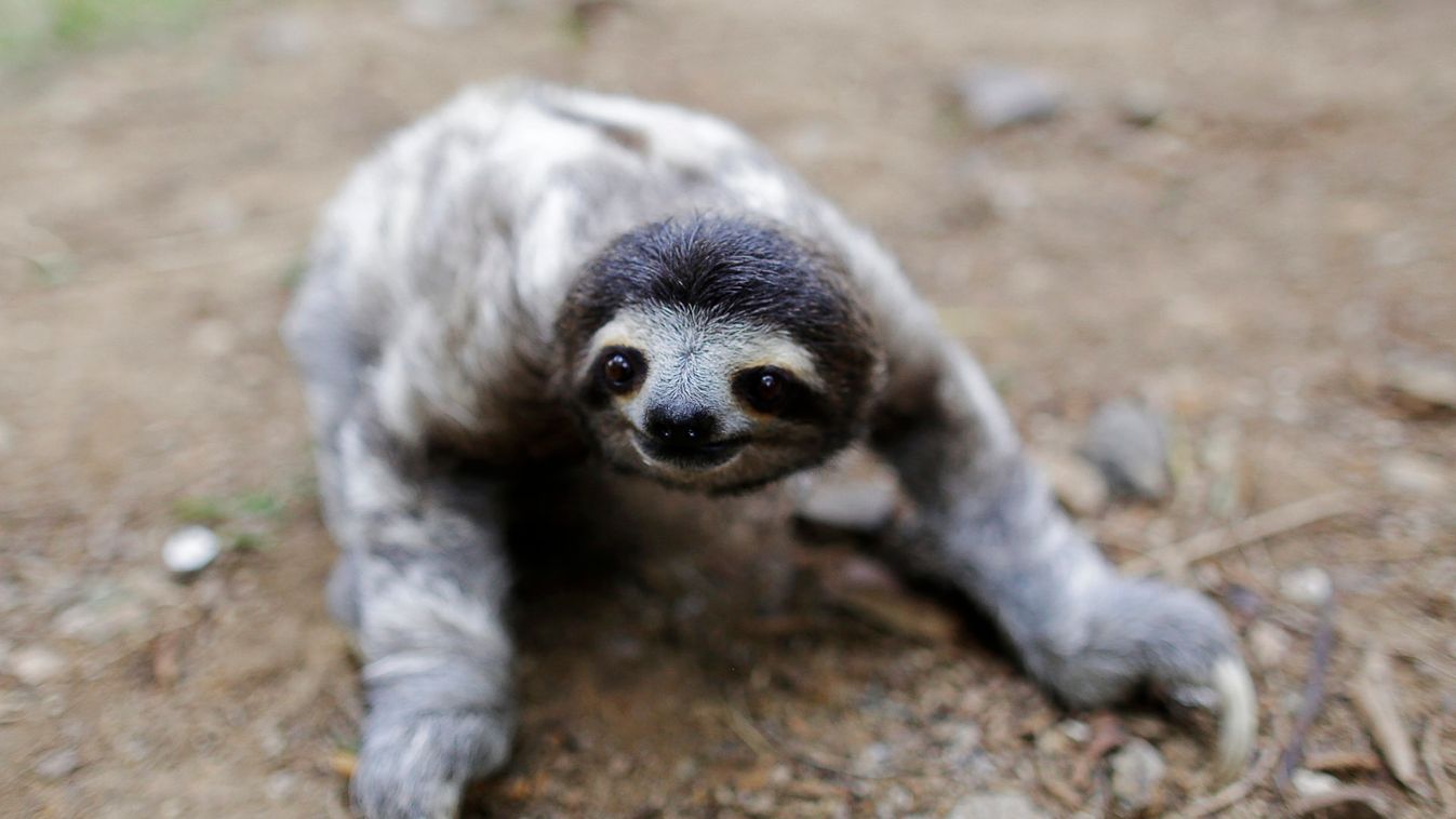 A three-toed sloth named Coquito is seen crawling during his rehabilitation at the Panamerican Conservation Association on the outskirts of Panama City