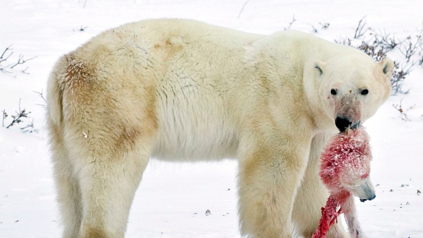 A male polar bear carries the head of a polar bear cub it killed and cannibalized in an area about 300 km north of the Canadian town of Churchill