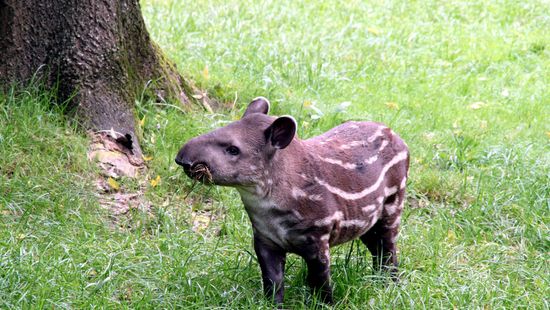 Lehet szavazni a fővárosi állatkertben született tapír nevére