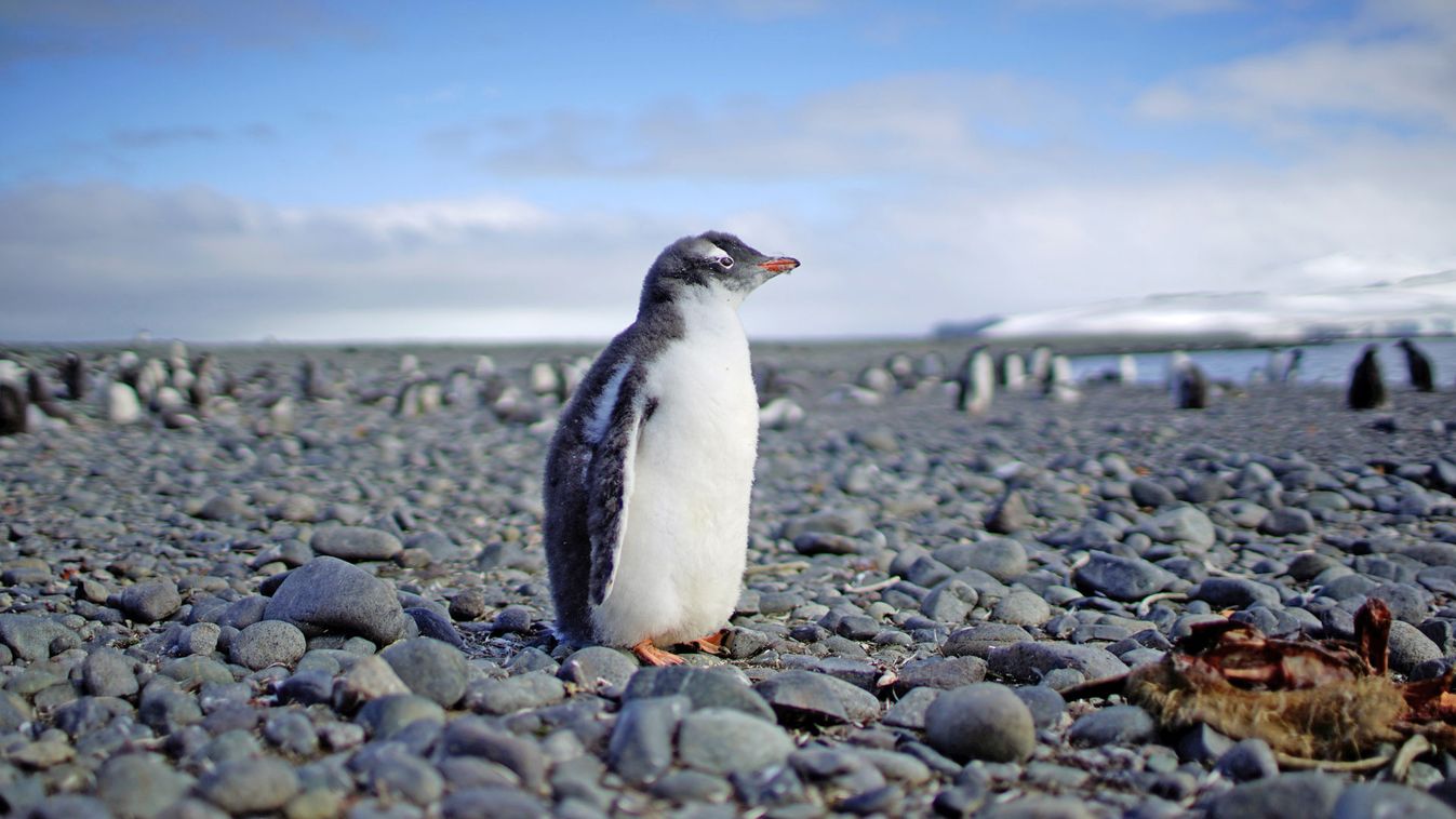 A penguin stands in Yankee Harbour, Antarctica