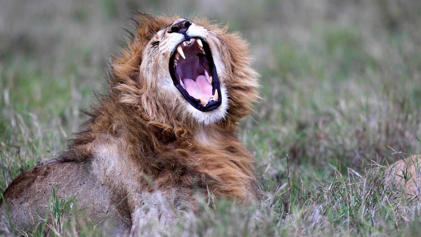 A lions yawns at the Maasai Mara game reserve
