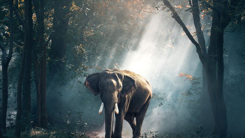 Megvadult elefánt végzett egy farmerrel Indonéziában