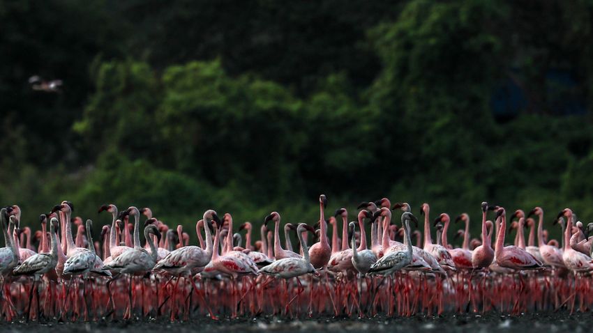 Az emberek eltűntek, a flamingók megjelentek Franciaországban